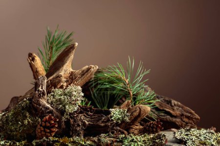 Téléchargez les photos : Scène abstraite de nature nordique avec une composition de lichen, de branches de pin et de chicots secs. Fond beige pour les cosmétiques, la marque de produits de beauté, l'identité et l'emballage. Espace de copie. - en image libre de droit