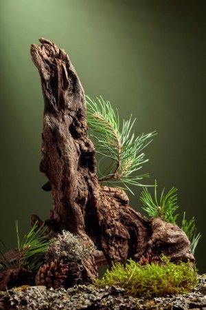 Téléchargez les photos : Scène abstraite de nature nordique avec une composition de lichen, de branches de pin et de chicots secs. Fond vert foncé pour les cosmétiques, la marque de produits de beauté, l'identité et l'emballage. Espace de copie. - en image libre de droit
