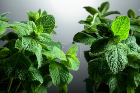 Photo for Fresh mint close-up on a grey background. Free space for your content. - Royalty Free Image