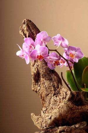 Téléchargez les photos : Orchidée violette sur un vieux chicots en bois. Fond beige avec espace de copie. - en image libre de droit