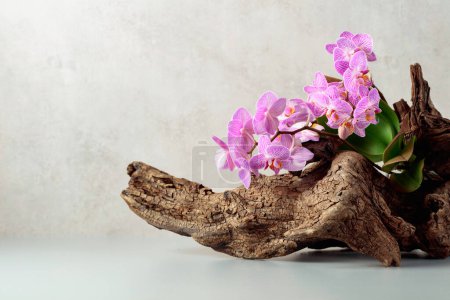 Photo for Violet orchid on an old wooden snag. White marble background with copy space. - Royalty Free Image