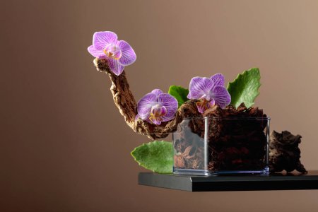 Téléchargez les photos : Orchidée violette dans un pot transparent avec substrat. Fond brun avec espace de copie. - en image libre de droit