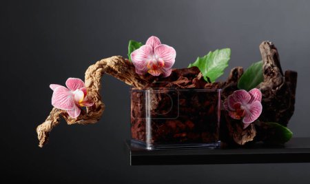 Téléchargez les photos : Orchidée rose dans un pot transparent avec substrat. Fond noir avec espace de copie. - en image libre de droit