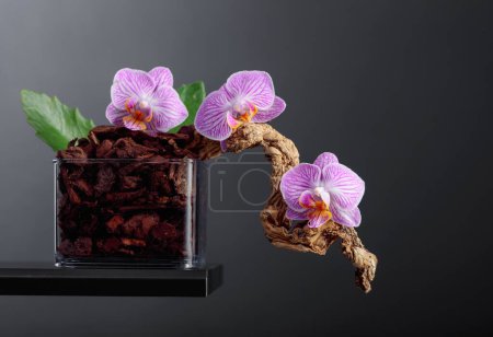 Foto de Orquídea violeta en maceta transparente con sustrato. Fondo negro con espacio de copia. - Imagen libre de derechos