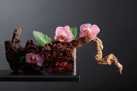 Photo for Pink orchid in a transparent pot with substrate. Black background with copy space. - Royalty Free Image