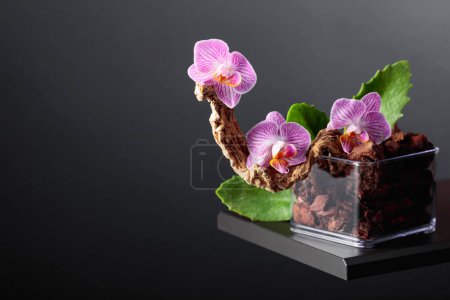 Photo for Violet orchid in a transparent pot with substrate. Black background with copy space. - Royalty Free Image