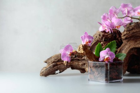Photo for Violet orchid in a transparent pot with substrate. White marble background with copy space. - Royalty Free Image