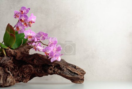 Photo for Violet orchid on an old wooden snag. White marble background with copy space. - Royalty Free Image