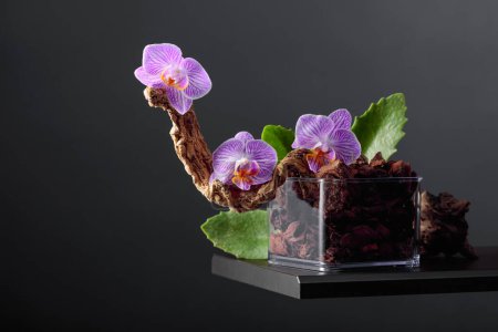 Téléchargez les photos : Orchidée violette dans un pot transparent avec substrat. Fond noir avec espace de copie. - en image libre de droit