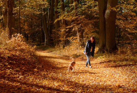 Téléchargez les photos : Jeune belle femme marchant avec un beagle dans le parc. Automne journée ensoleillée
. - en image libre de droit