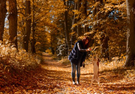 Téléchargez les photos : Jeune belle femme marchant avec un beagle dans le parc. Automne journée ensoleillée
. - en image libre de droit