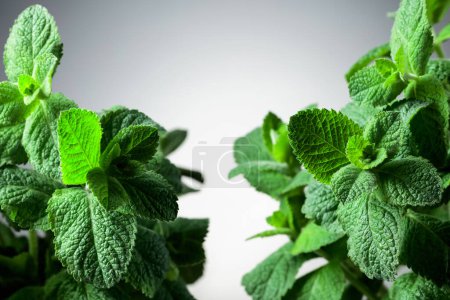 Photo for Fresh mint close-up on a light gradient background. Free space for your content. - Royalty Free Image