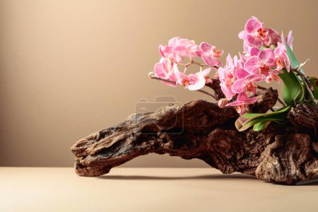 Photo for Pink orchid on an old wooden snag. Beige background with copy space. - Royalty Free Image