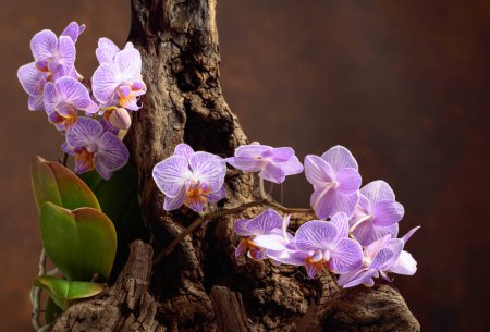Photo for Violet orchid on an old wooden snag. Brown background with copy space. - Royalty Free Image
