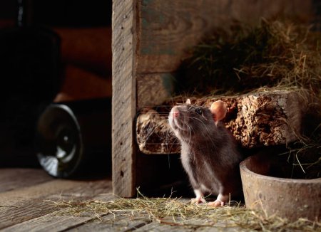 Mignon rat dans une vieille grange en bois avec du foin.
