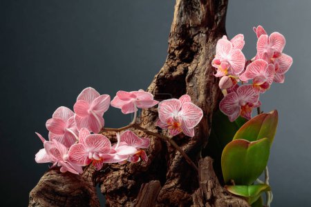 Photo for Pink orchid on an old wooden snag. Black background with copy space. - Royalty Free Image