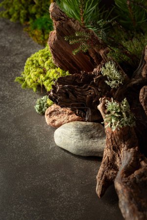 Téléchargez les photos : Scène abstraite de la nature du nord avec une composition de lichen, mousse, branches de pin et chicots. Contexte pour les cosmétiques, la marque de produits de beauté, l'identité et l'emballage. Espace de copie. - en image libre de droit