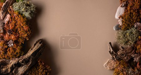 Téléchargez les photos : Scène abstraite de nature du nord avec une composition de lichen, de mousse et de vieux chicots sur fond beige. Vue de dessus. Espace de copie. - en image libre de droit