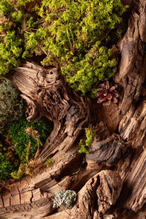 Téléchargez les photos : Scène abstraite de la nature du nord avec une composition de lichen, de mousse et de vieux chicots. Vue du dessus. - en image libre de droit