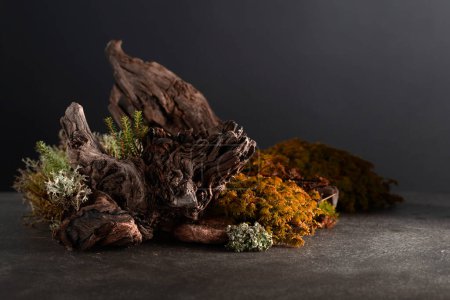 Téléchargez les photos : Scène abstraite de nature nordique avec lichen, mousse, branches et chicots. Contexte pour les cosmétiques, la marque de produits de beauté, l'identité et l'emballage. Espace de copie. - en image libre de droit