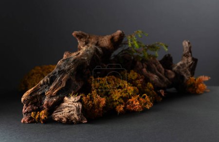 Téléchargez les photos : Scène abstraite de la nature du nord avec une composition de lichen, de mousse et de vieux chicots. Espace de copie. - en image libre de droit