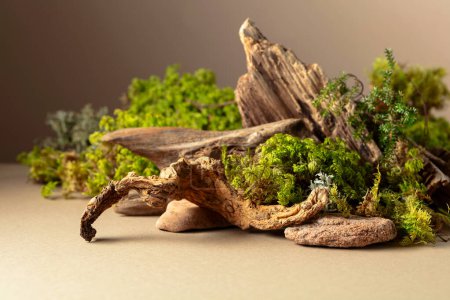 Téléchargez les photos : Scène abstraite de nature du nord avec une composition de lichen, de mousse et de vieux chicots sur fond beige. Espace de copie. - en image libre de droit