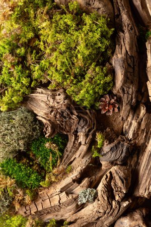 Photo for Abstract north nature scene with a composition of lichen, moss, and old snags. Top view. - Royalty Free Image