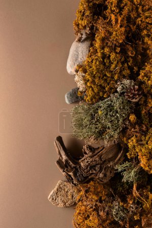 Téléchargez les photos : Scène abstraite de nature du nord avec une composition de lichen, de mousse et de vieux chicots sur fond beige. Vue de dessus. Espace de copie. - en image libre de droit