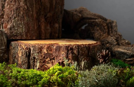 Téléchargez les photos : Composition en bois naturel, mousse et lichen pour la publicité de produits écologiques. Placez votre produit sur une souche de pin. Espace de copie. - en image libre de droit