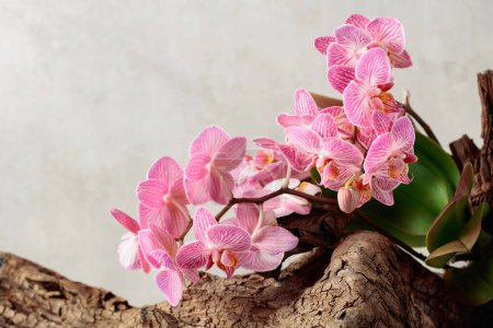 Téléchargez les photos : Orchidée violette sur un vieux chicots en bois. Fond en marbre blanc avec espace de copie. - en image libre de droit