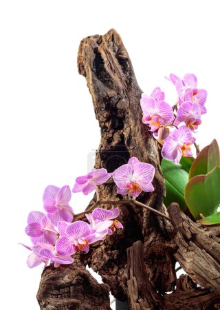 Photo for Violet orchid on an old wooden snag, isolated on a white background. - Royalty Free Image