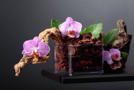 Téléchargez les photos : Orchidée violette dans un pot transparent avec substrat. Fond noir avec espace de copie. - en image libre de droit