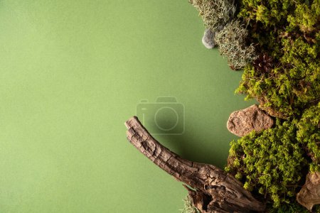 Téléchargez les photos : Scène abstraite de nature du nord avec une composition de lichen, de mousse et de vieux chicots sur fond vert. Vue de dessus. Espace de copie. - en image libre de droit