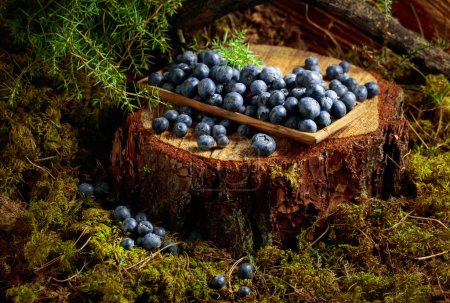 Photo for Fresh blueberries on a pine stump in the forest. - Royalty Free Image