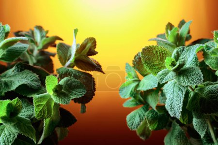 Photo for Fresh mint close-up. Color backlight. Free space for your content. - Royalty Free Image