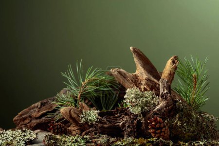 Téléchargez les photos : Scène abstraite de nature nordique avec une composition de lichen, de branches de pin et de chicots secs. Fond vert pour les cosmétiques, la marque de produits de beauté, l'identité et l'emballage. Espace de copie. - en image libre de droit