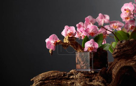 Foto de Orquídea rosa en maceta transparente con sustrato. Fondo negro con espacio de copia. - Imagen libre de derechos