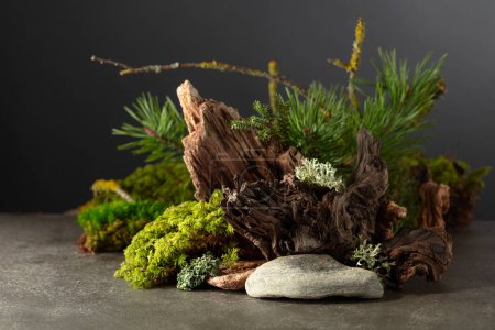 Téléchargez les photos : Scène abstraite de la nature du nord avec une composition de lichen, mousse, branches de pin et chicots. Contexte pour les cosmétiques, la marque de produits de beauté, l'identité et l'emballage. Espace de copie. - en image libre de droit