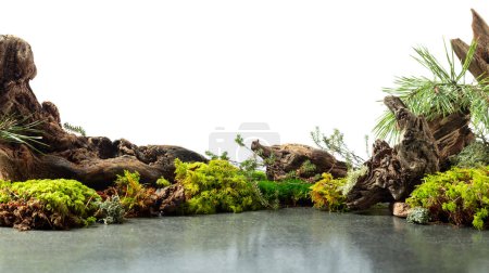 Photo for Abstract north nature scene with a composition of lichen, moss, pine branches, and snags. Background for cosmetics, beauty product branding, identity, and packaging. Isolated on white. - Royalty Free Image