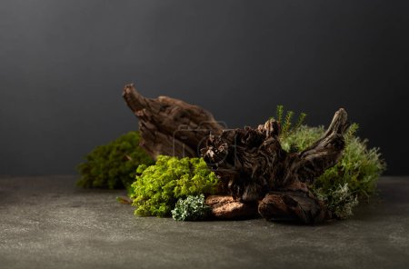 Téléchargez les photos : Scène abstraite de nature nordique avec lichen, mousse, branches et chicots. Contexte pour les cosmétiques, la marque de produits de beauté, l'identité et l'emballage. Espace de copie. - en image libre de droit