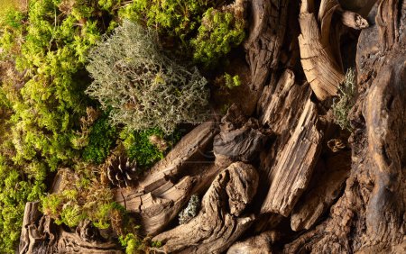 Téléchargez les photos : Scène abstraite de la nature du nord avec une composition de lichen, de mousse et de vieux chicots. Vue du dessus. - en image libre de droit