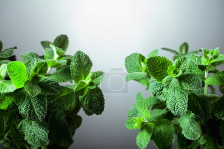 Photo for Fresh mint close-up on a light gradient background. Free space for your content. - Royalty Free Image