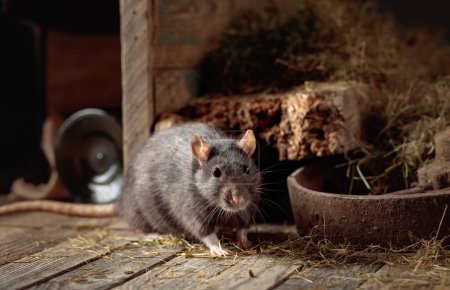Téléchargez les photos : Rat dans une vieille grange en bois avec foin. - en image libre de droit