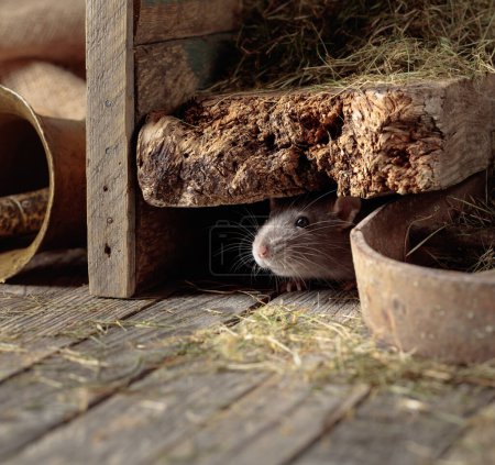 Rat dans une vieille grange en bois avec foin.