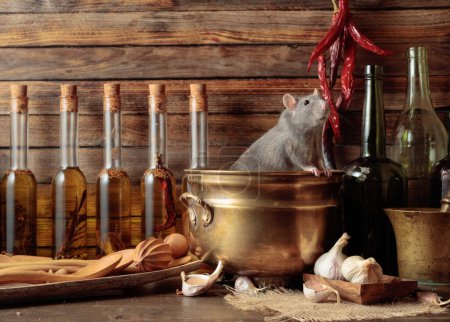 Rat sur une table avec de vieux ustensiles de cuisine dans un hangar en bois.
