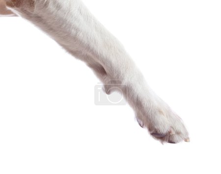 Photo for Paw of a dog  isolated on a white  background - Royalty Free Image