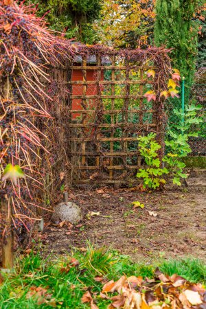 Téléchargez les photos : Jardinage d'automne et d'hiver - écran d'intimité naturelle fait de raisins sauvages (Parthenocissus quinquefolia) - en image libre de droit