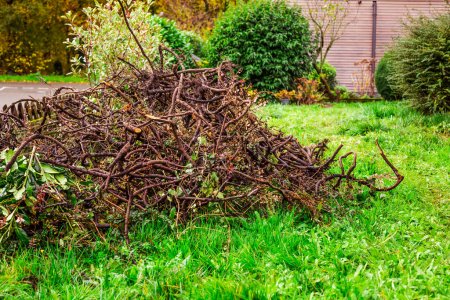 Foto de Jardinería de otoño e invierno: eliminación de setos viejos, brochas viejas, limpieza de jardinería y replantación - Imagen libre de derechos