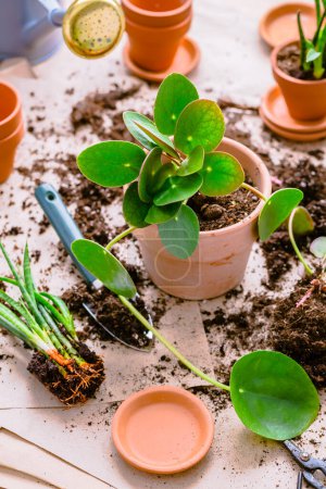Téléchargez les photos : Transplanting plant a into a new pot, replanting of houseplants, gardening concept - en image libre de droit