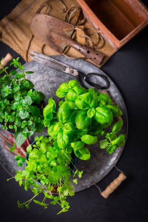 Téléchargez les photos : Natural plants  and herbs in pots, green garden on a balcony. Urban gardening and  home planting. - en image libre de droit